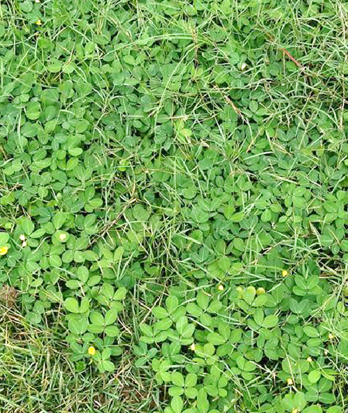 遍地黃金(豆科植物)