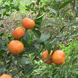 道縣野桔 道縣野桔