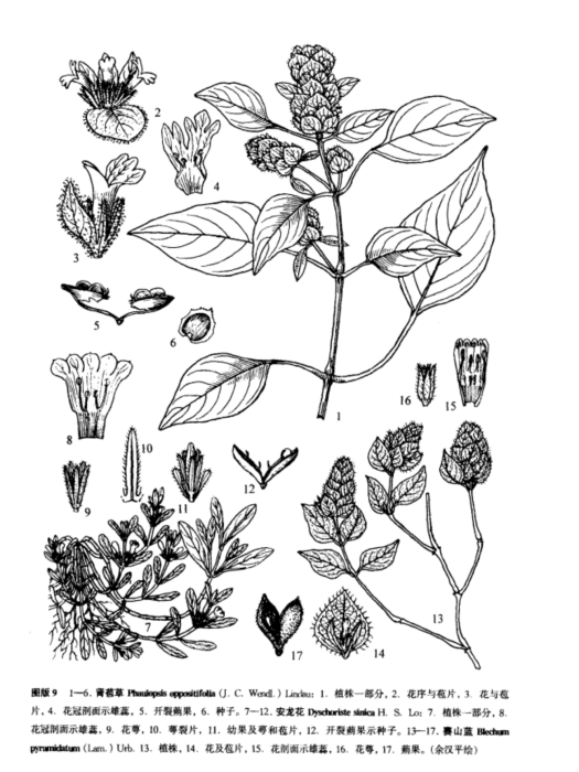 安龍花屬 安龍花屬