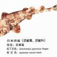 日本鬚鯊 日本鬚鯊