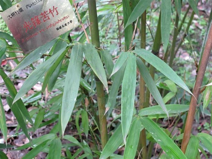 光籜苦竹 光籜苦竹