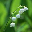 鈴蘭(植物物種) 鈴蘭(植物物種)