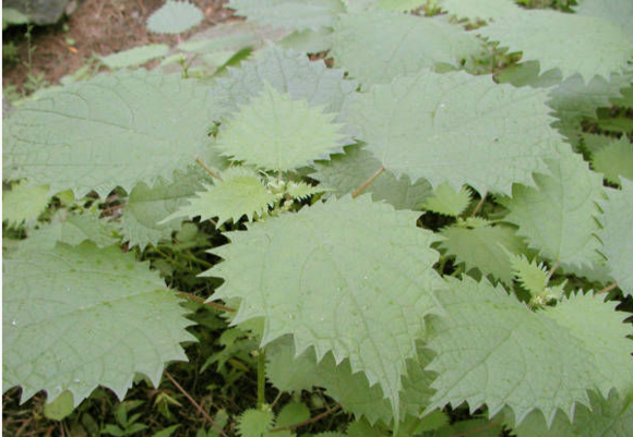 大荃麻(大錢麻(大錢麻)) 大荃麻(大錢麻(大錢麻))