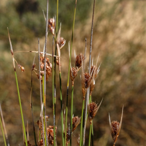 Thamnochortus schlechteri