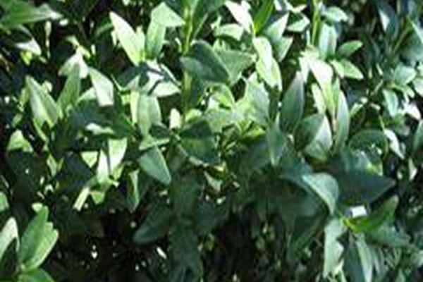 Buxus sempervirens \x27Edgar Anderson\x27 Buxus sempervirens \x27Edgar Anderson\x27