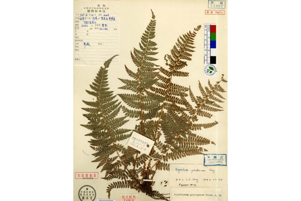 吉隆耳蕨 吉隆耳蕨