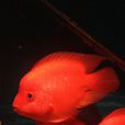 金剛鸚鵡魚