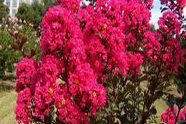 Lagerstroemia indica \x27Whit III\x27 PINK VELOUR Lagerstroemia indica \x27Whit III\x27 PINK VELOUR