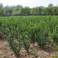 園林苗圃