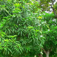 鐵樺樹 鐵樺樹