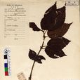 喙萼冷水花 喙萼冷水花