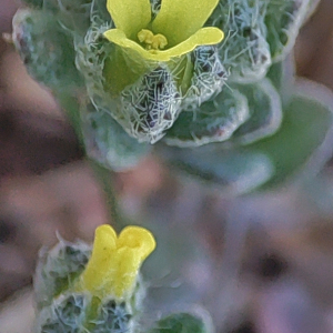 Alyssum minutum