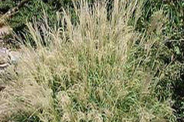 Miscanthus sinensis \x27Little Kitten\x27 Miscanthus sinensis \x27Little Kitten\x27