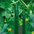 中農118號 中農118號