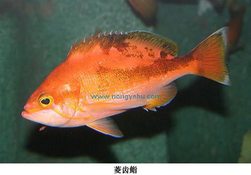 菱齒鮨 菱齒鮨