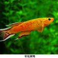 豎琴琴尾魚 豎琴琴尾魚