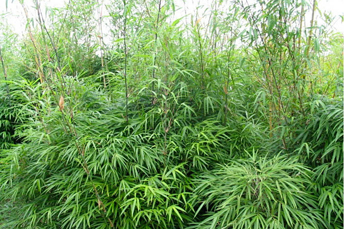 花竿早竹 花竿早竹