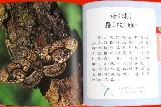 四線苔蛾