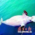 東方海豬魚 東方海豬魚
