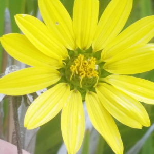Silphium asteriscus