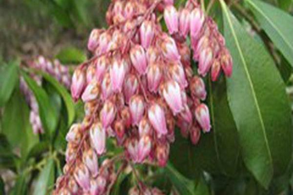 Pieris japonica \x27Shojo\x27 Pieris japonica \x27Shojo\x27