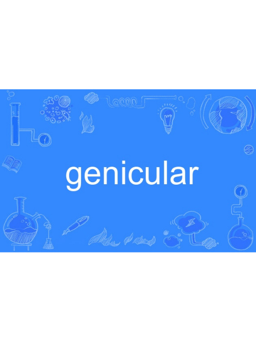 genicular genicular