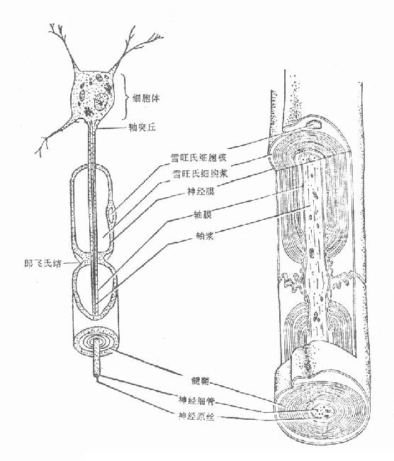 郎飛結