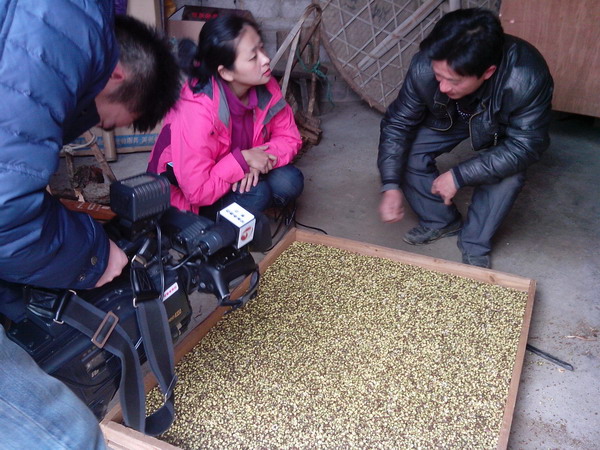 安徽衛視在歙縣上豐鄉錄製綠梅花加工節目
