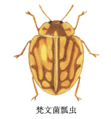 梵文菌瓢蟲
