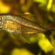 黃金燈魚 黃金燈魚
