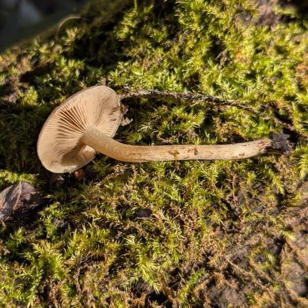 硫黃鱗傘 硫黃鱗傘