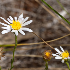Minuria leptophylla