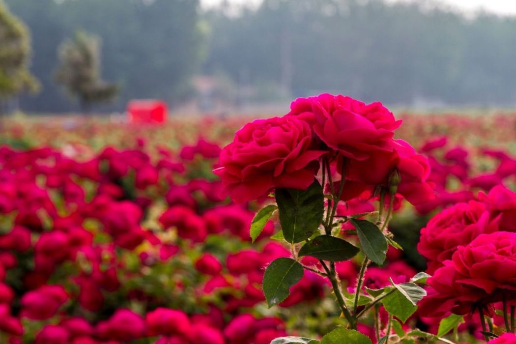 黃店玫瑰 黃店玫瑰