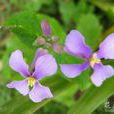 梵蘭花 梵蘭花