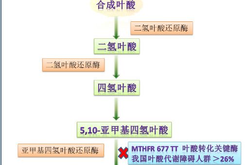 合成葉酸 合成葉酸