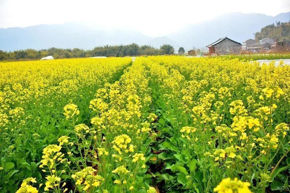 花油5號 花油5號