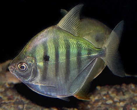條紋銀板魚 條紋銀板魚