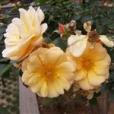 金色十月(薔薇科薔薇屬植物) 金色十月(薔薇科薔薇屬植物)