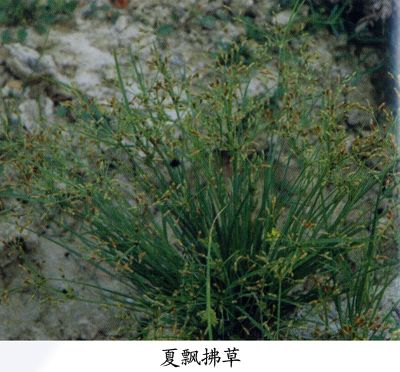 夏飄拂草 夏飄拂草