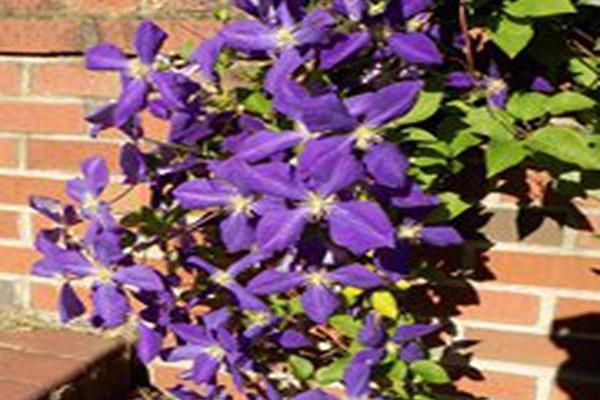 Clematis \x27Jackmanii\x27 Clematis \x27Jackmanii\x27