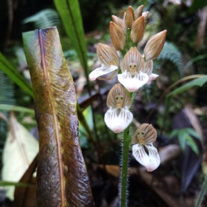 Ponthieva cornuta