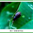 苜蓿葉象甲