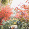 司夏 司夏