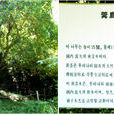 黃漆木 黃漆木