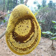 小蜜蜂(小型蜜蜂屬昆蟲)