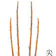 尖尾肖蛸 尖尾肖蛸