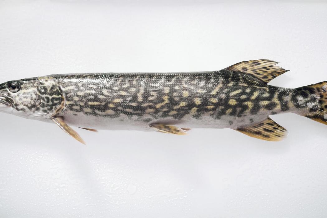 冰川魚 冰川魚