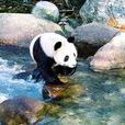 熊貓史詩 熊貓史詩