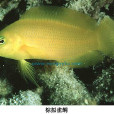 棕擬雀鯛 棕擬雀鯛
