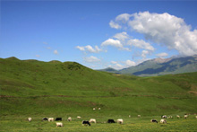 北山村夏季牧場——大梁